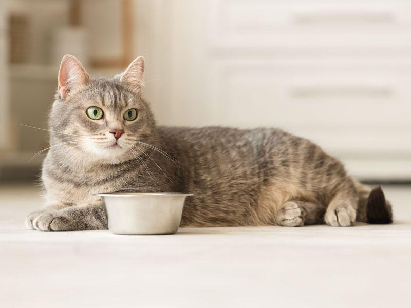 Katze vor Futternapf